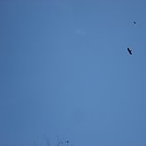 Eagles in the sky